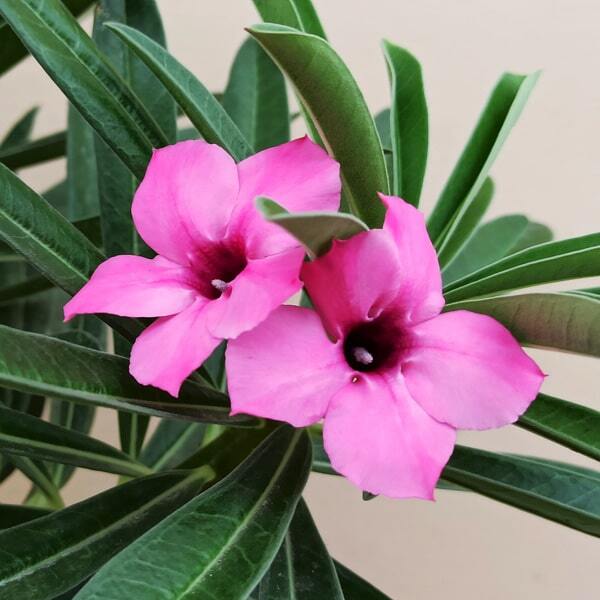 Adenium SWAZICUM PINK