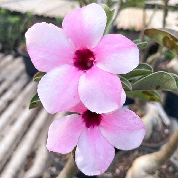 Adenium SWAZICUM TWO TONE
