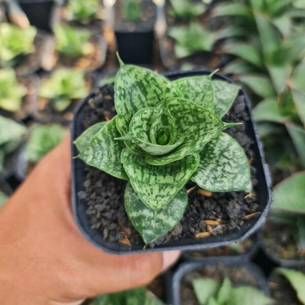 Sansevieria SWEET LOVE