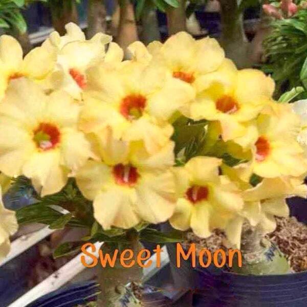 Adenium obesum SWEET MOON