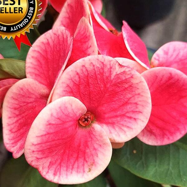 Euphorbia Milii SWEETY