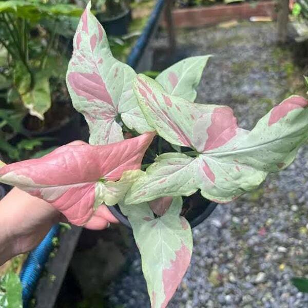 Syngonium PINK SALMON