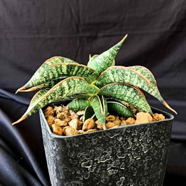 Sansevieria TARANTURA
