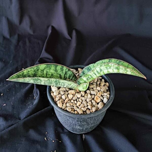 Sansevieria TIGER BLUE VAR