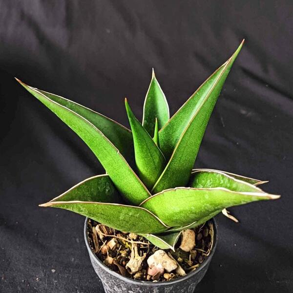 Sansevieria TOWER BLUE