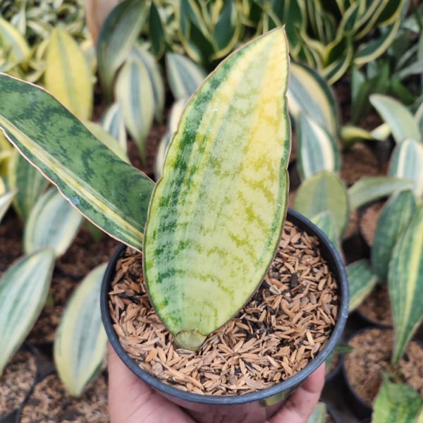 Sansevieria TANZANI