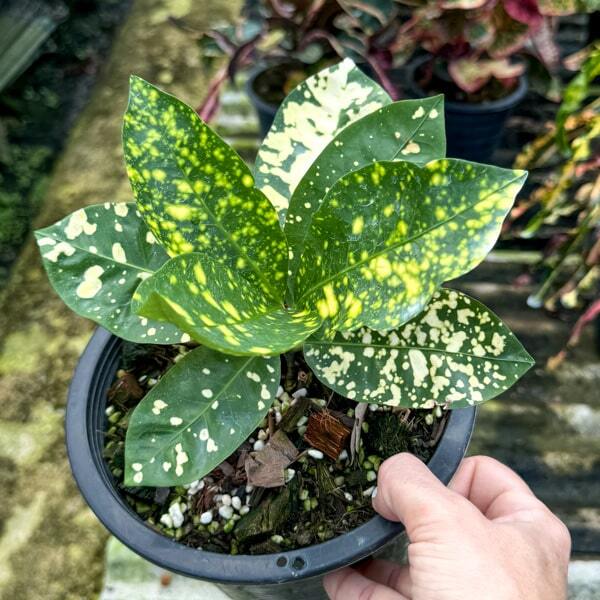 Croton TAO NGERN YUANG