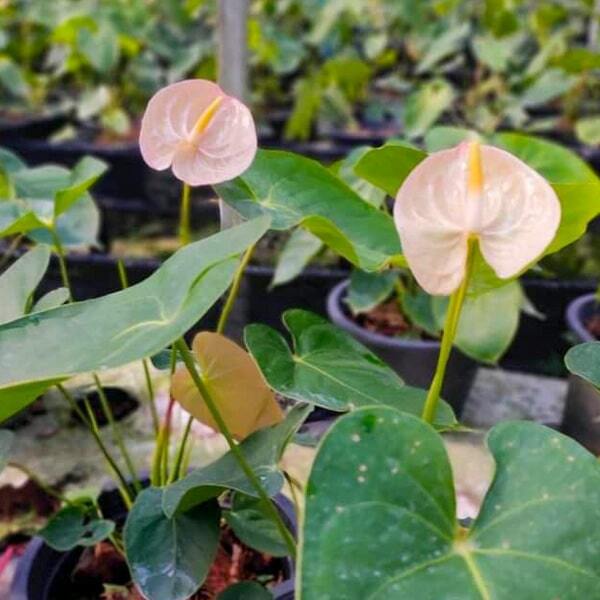 Anthurium andraeanum TERRA