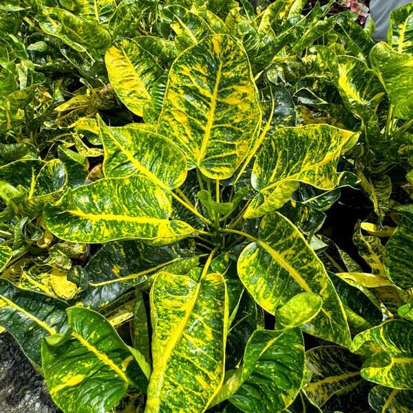 Croton THA PHRA