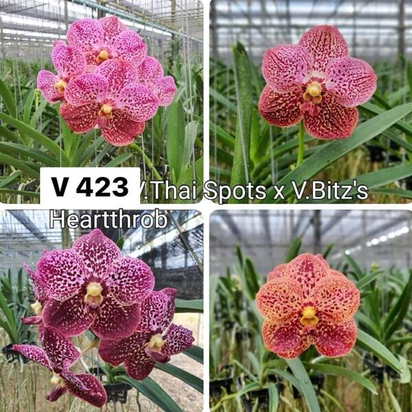 Vanda orchid V THAI SPOTS X V BITZS HEARTTHROB #423