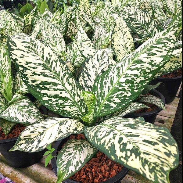 Dieffenbachia THEP MONGKOL