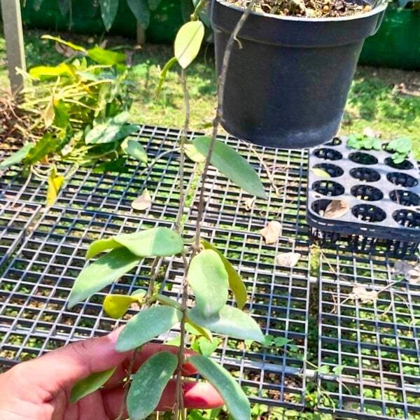 Hoya THOMSONII