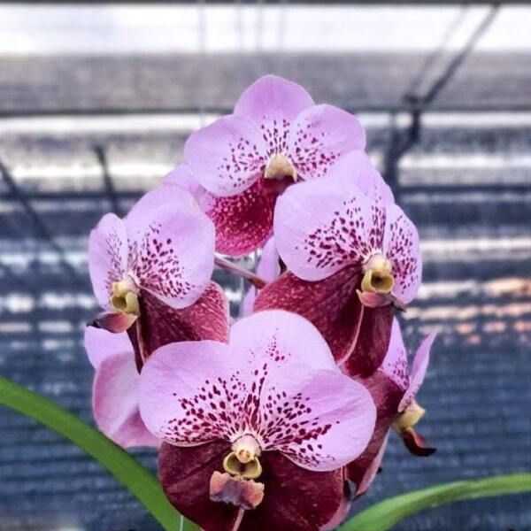 Vanda orchid V THONGLOR X V TAVEESUKSA #416