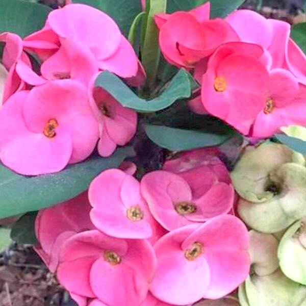 Euphorbia Milii TIP KESORN