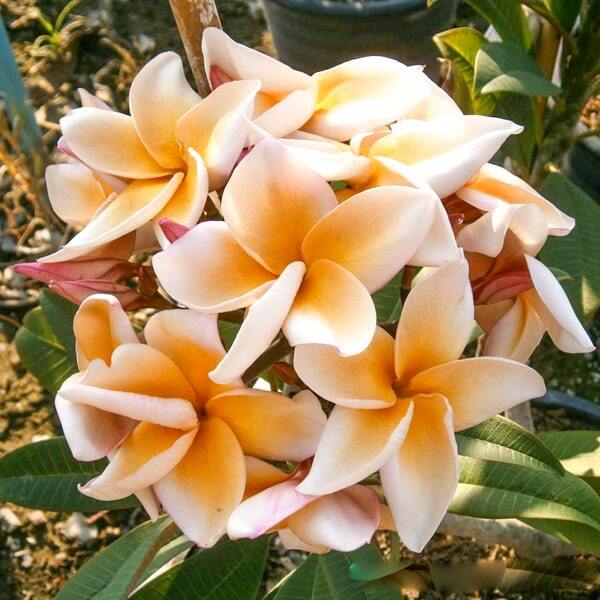 Plumeria THIP PRATHUMPHON