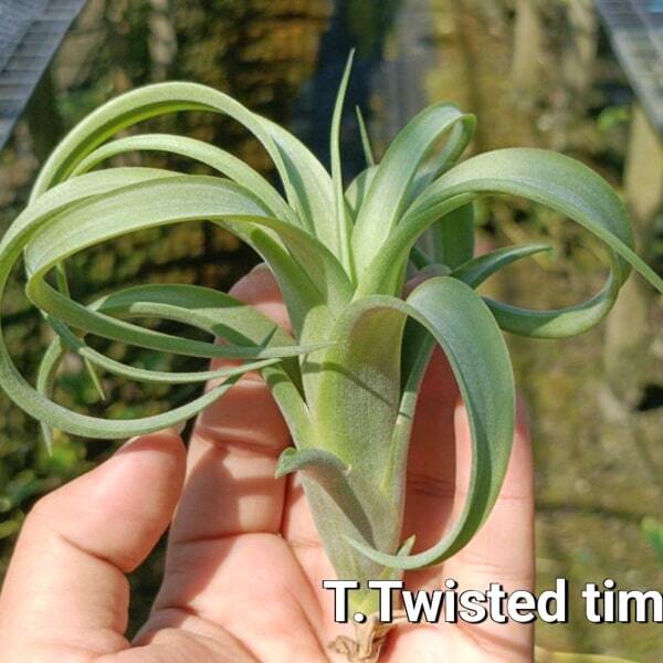 Tillandsia Twisted Tim (intermedia _ capitata)