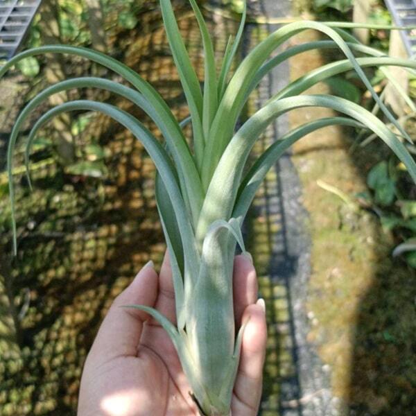 Tillandsia Twisted Tim (intermedia _ capitata) R