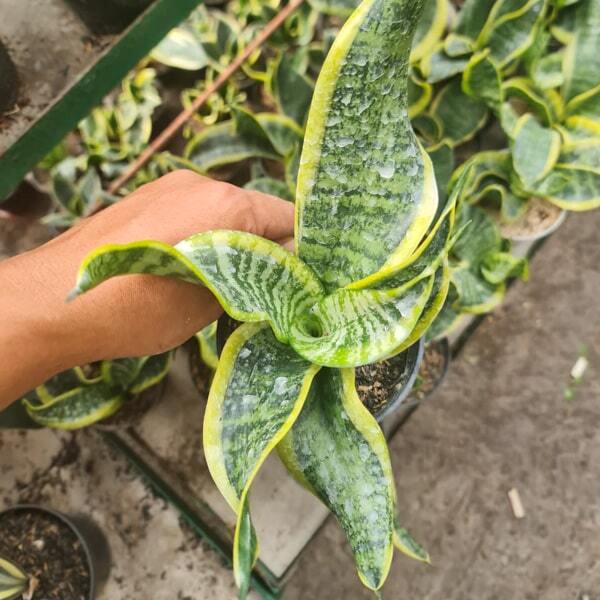Sansevieria TWISTER