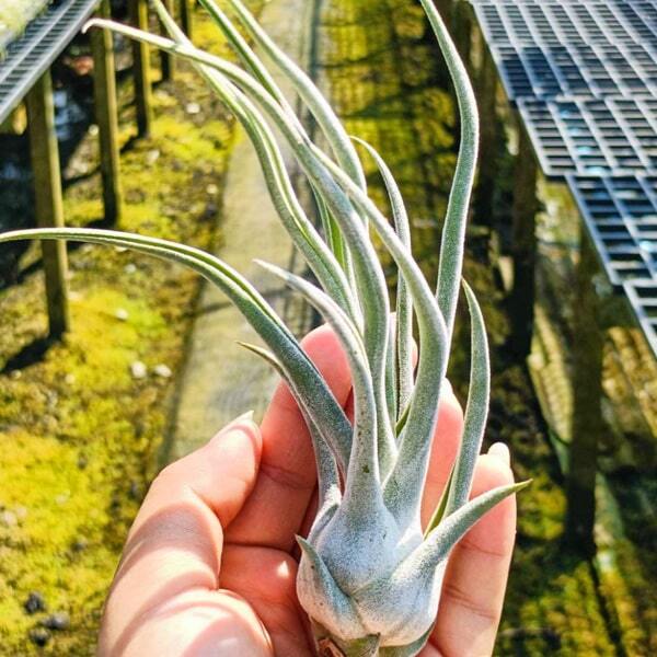 Tillandsia TY (ehlersiana x bulbosa) S