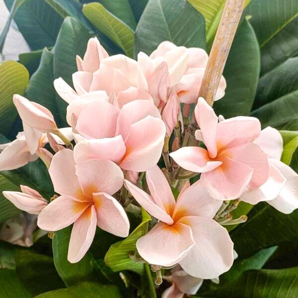 Plumeria UDOMCHOK