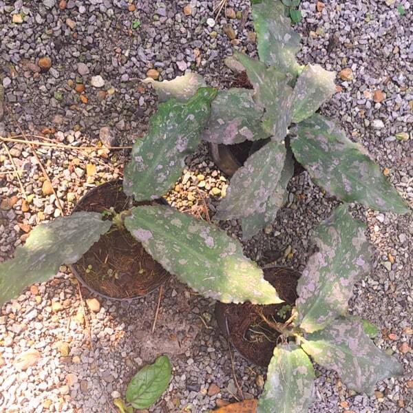 Hoya UNDULATA size S