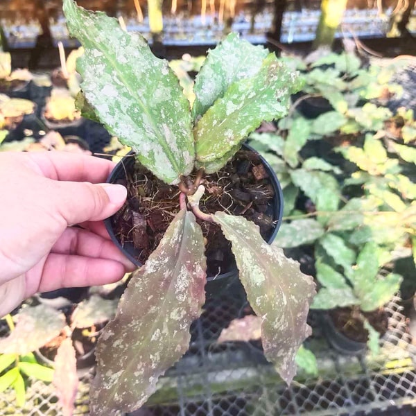 Hoya UNDULATA size S