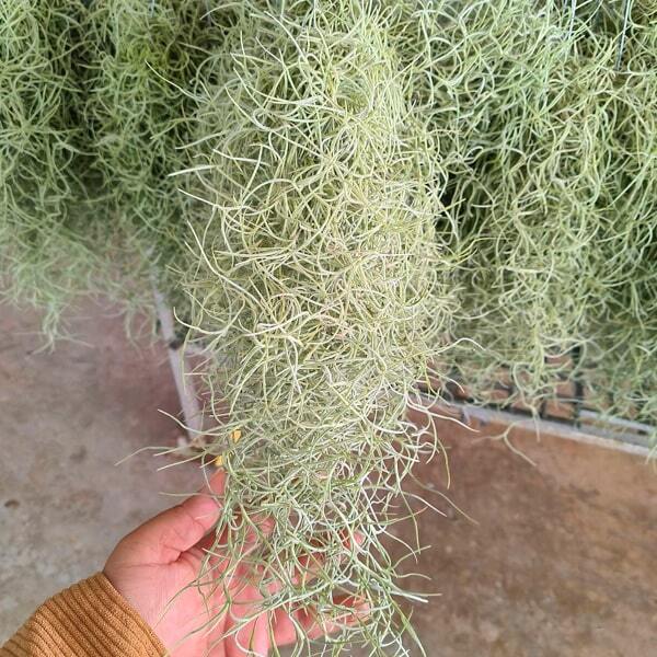 Tillandsia usneoides R