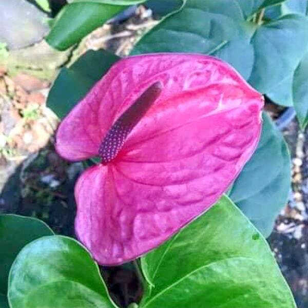 Anthurium andraeanum UTAH