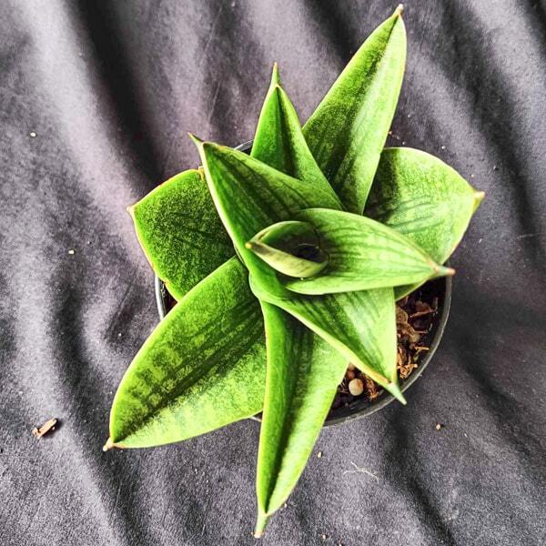 Sansevieria VEERA