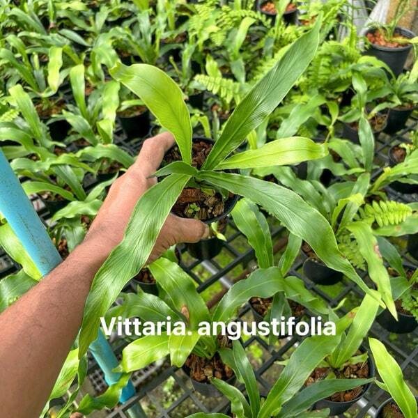 Vittaria V.ANGUSTIFOLIA