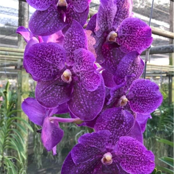 Vanda orchid V DR.ANEK X GORDON DILLON BLUE