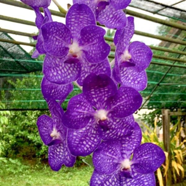Vanda orchid V SAWITA BLUE