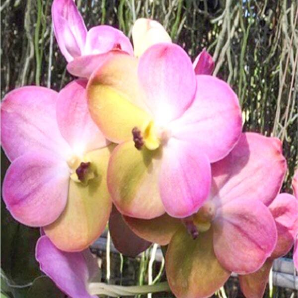 Vanda orchid V YELLOW BUTTERFLY #539