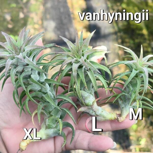 Tillandsia vanhyningii M