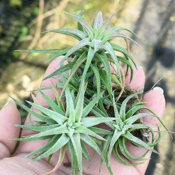 Tillandsia vanhyningii CLUMP S