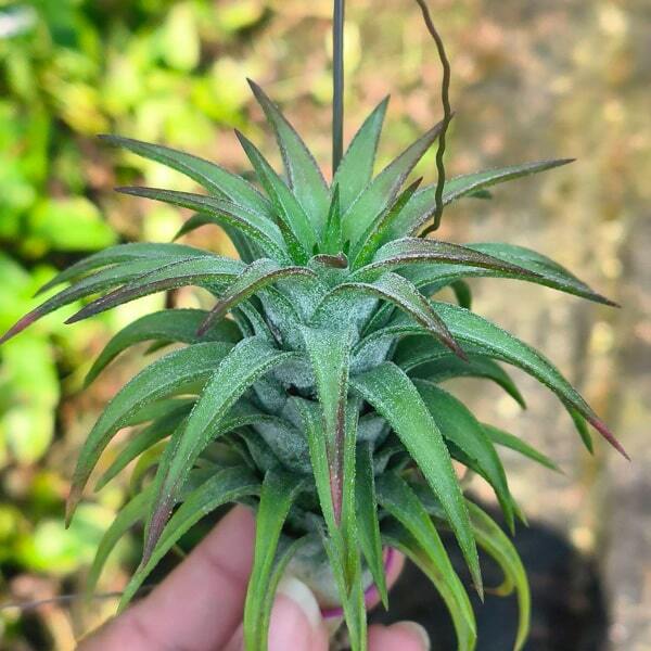 Tillandsia vanhyningii Red Dragon L