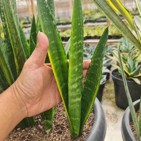 Sansevieria VARIEGATED