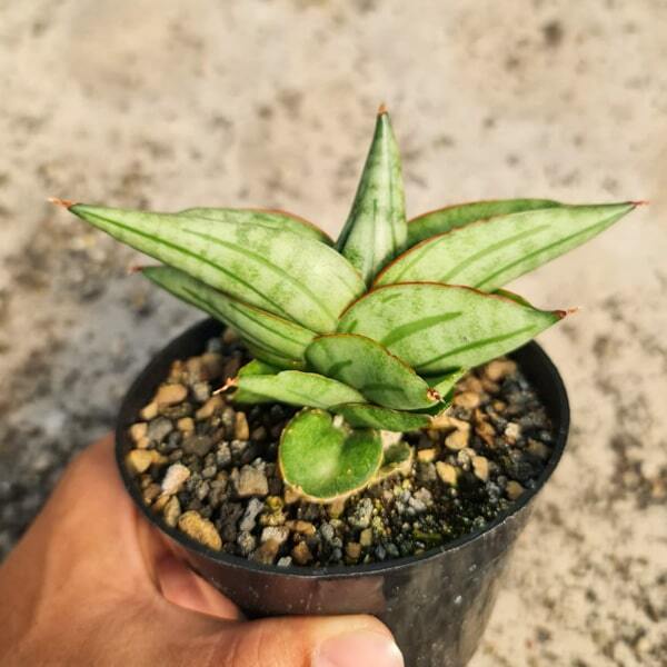 Sansevieria VIENNA