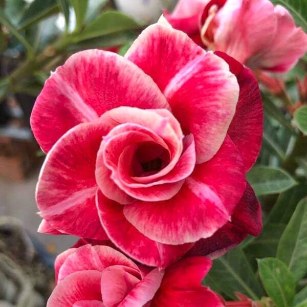 Adenium obesum VINH LOC 5