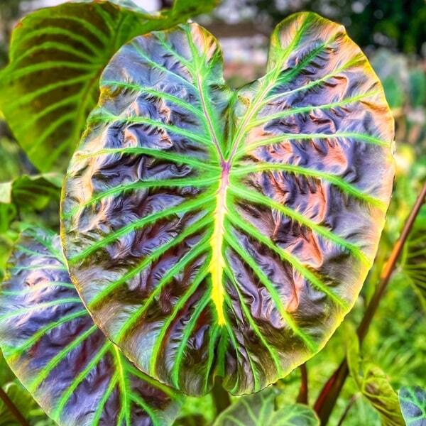 Colocasia VISHNU'S HEAVEN