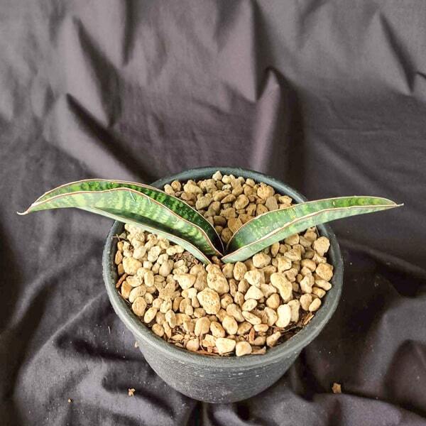Sansevieria WAENSO