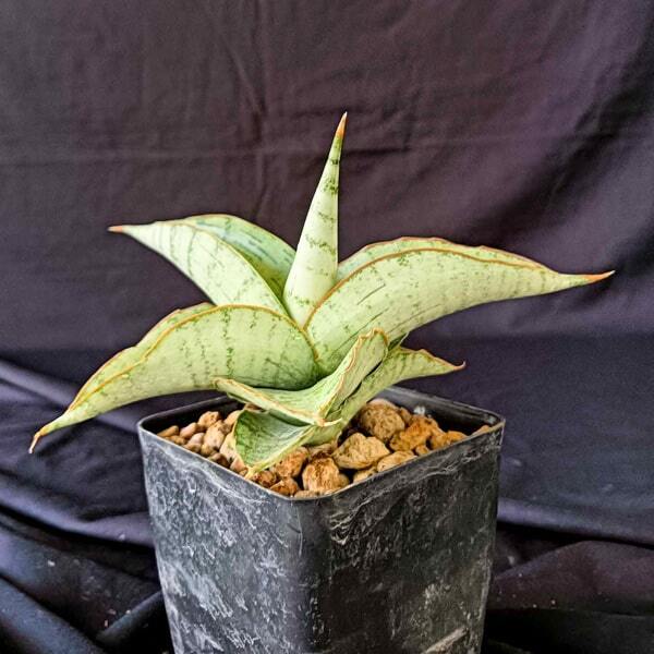 Sansevieria WHITE RHINO