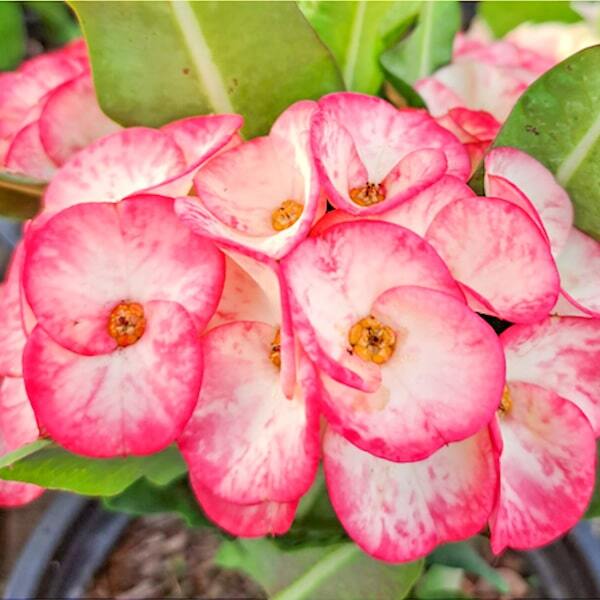 Euphorbia Milii WAANJAI