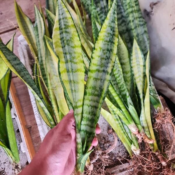 Sansevieria WAGNER