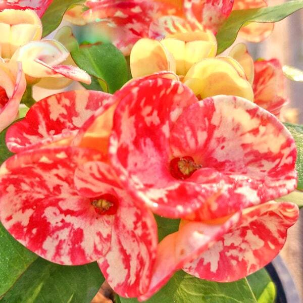 Euphorbia Milii WAGYU