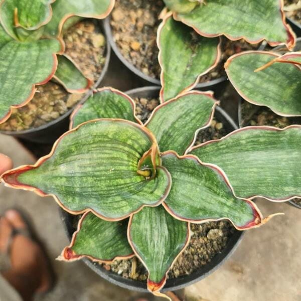 Sansevieria WATERMARK