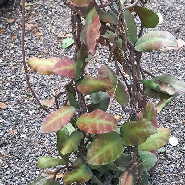 Hoya WAYMANIA BORNEO