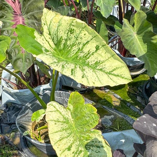 Colocasia WHITE WIZARD