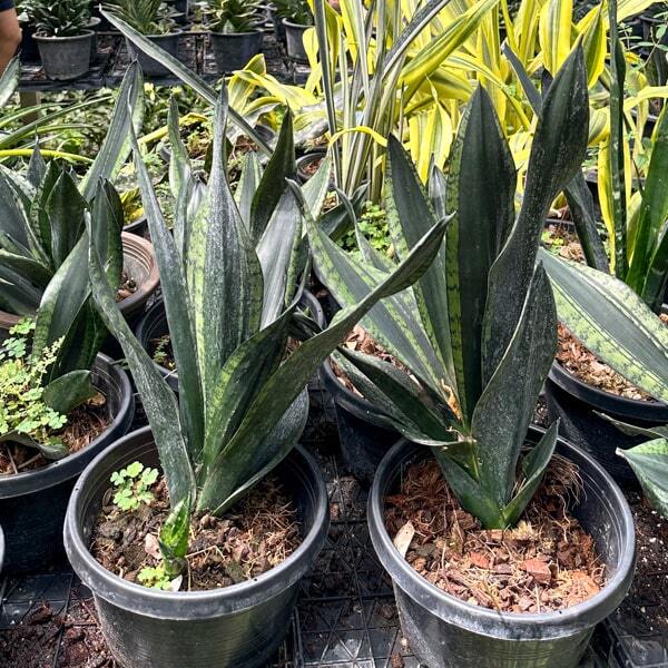 Sansevieria WHITNEY/SILVER FRAME
