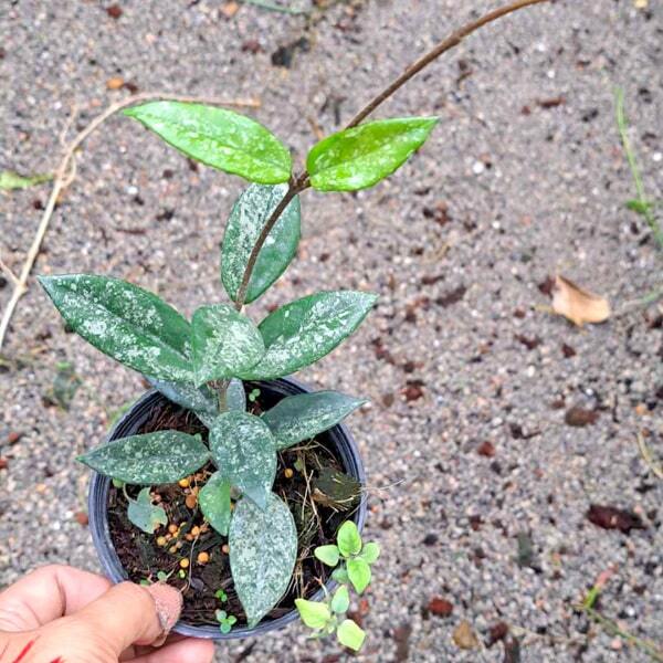 Hoya WILBUR GRAVES TAIWAN